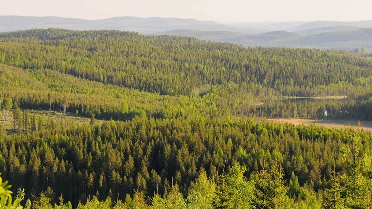 Sweden's forests - Swedish Forest Industries Federation
