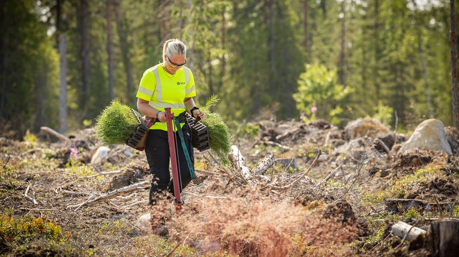 plantering av skog