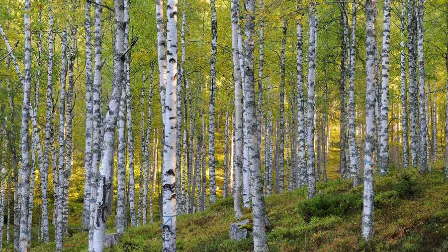 björkskog