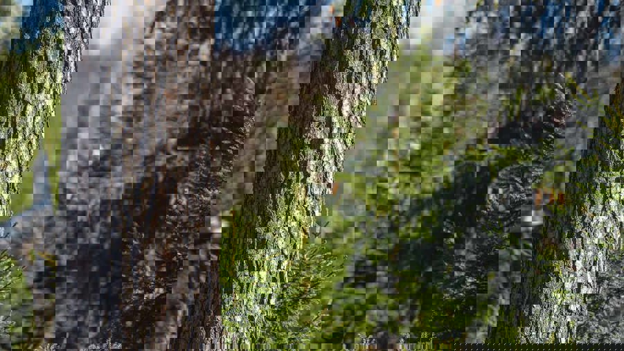 trädstam i granskog