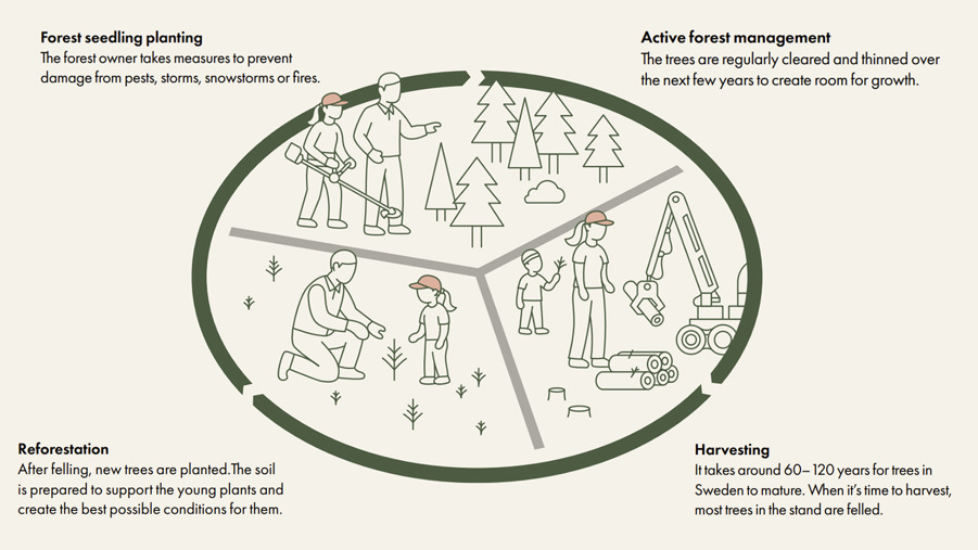 the swedish forestry model presented, showing forest seedling planting, active forest management, reforestation and harvesting