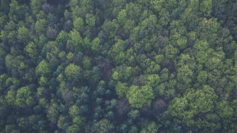 Skog uppifrån