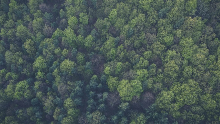 Skog uppifrån